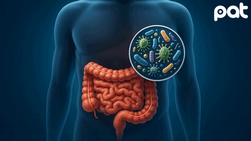 Terapias microbianas contra cálculos renales: un avance prometedor con bacterias modificadas