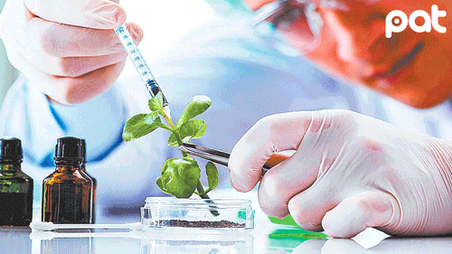 Anapo impulsa el ingreso de la soya HB4 con Bioceres para enfrentar sequías