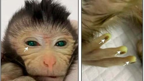  Científicos crean un mono híbrido para profundizar en la comprensión de enfermedades humanas