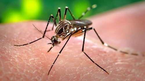 Preocupación por la propagación del dengue en Santa Cruz