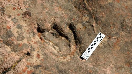 Encuentran huellas de dinosaurio en Tarija