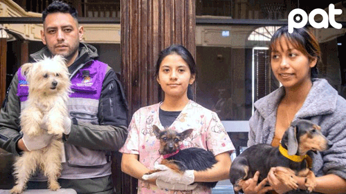 Canes rescatados en Cochabamba ya listos adopción responsable