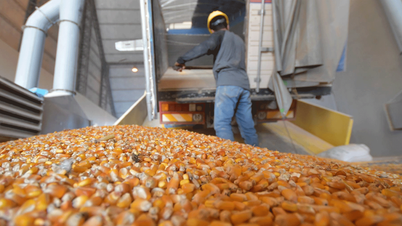 Gobierno establece arancel cero para la importación de maíz hasta diciembre
