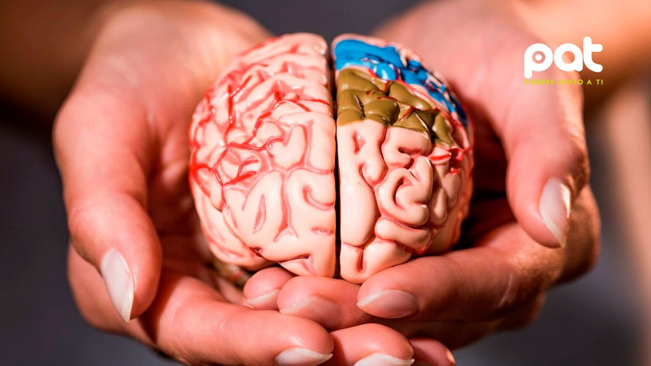 http://www.redpat.tv//uploads/17_habitos_sencillos_para_cuidar_tu_cerebro_y_retrasar_el_deterioro_cognitivo_5fd358b30b.jpg