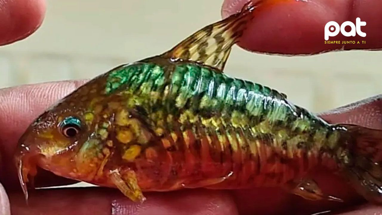 http://www.redpat.tv//uploads/3_3bcbc247d4.jpg