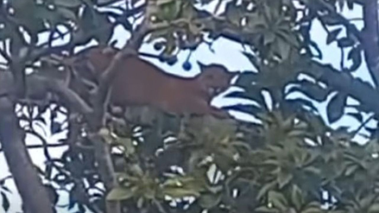 http://www.redpat.tv//uploads/6_b0ac20f64f.jpg
