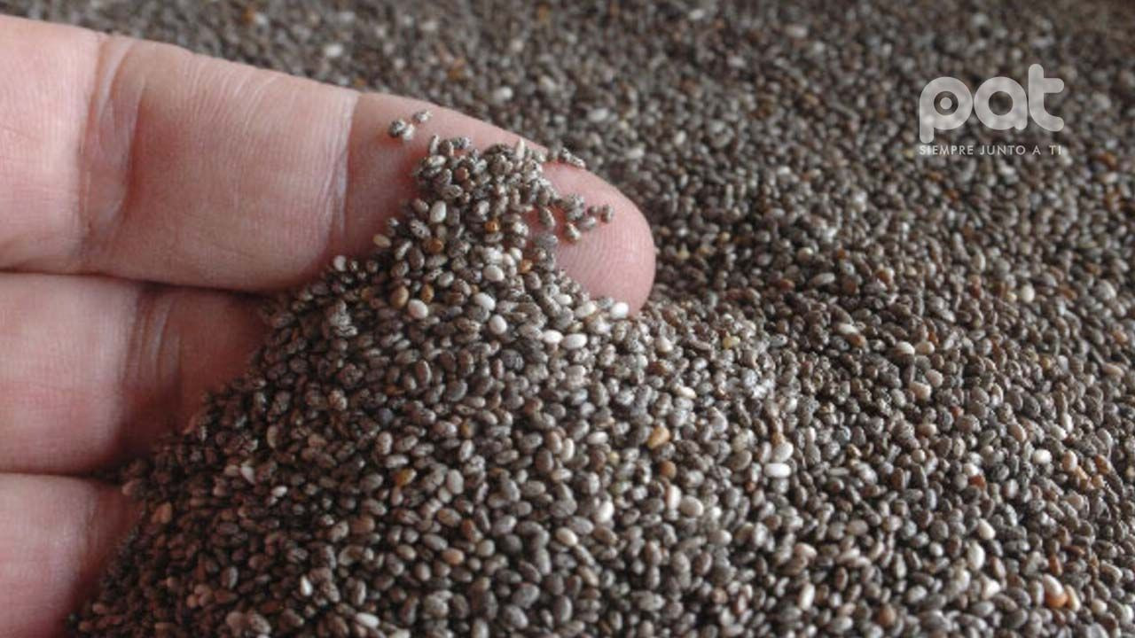 http://www.redpat.tv//uploads/Bolivia_concreta_primera_exportacion_de_chia_a_China_7693f813fd.jpg