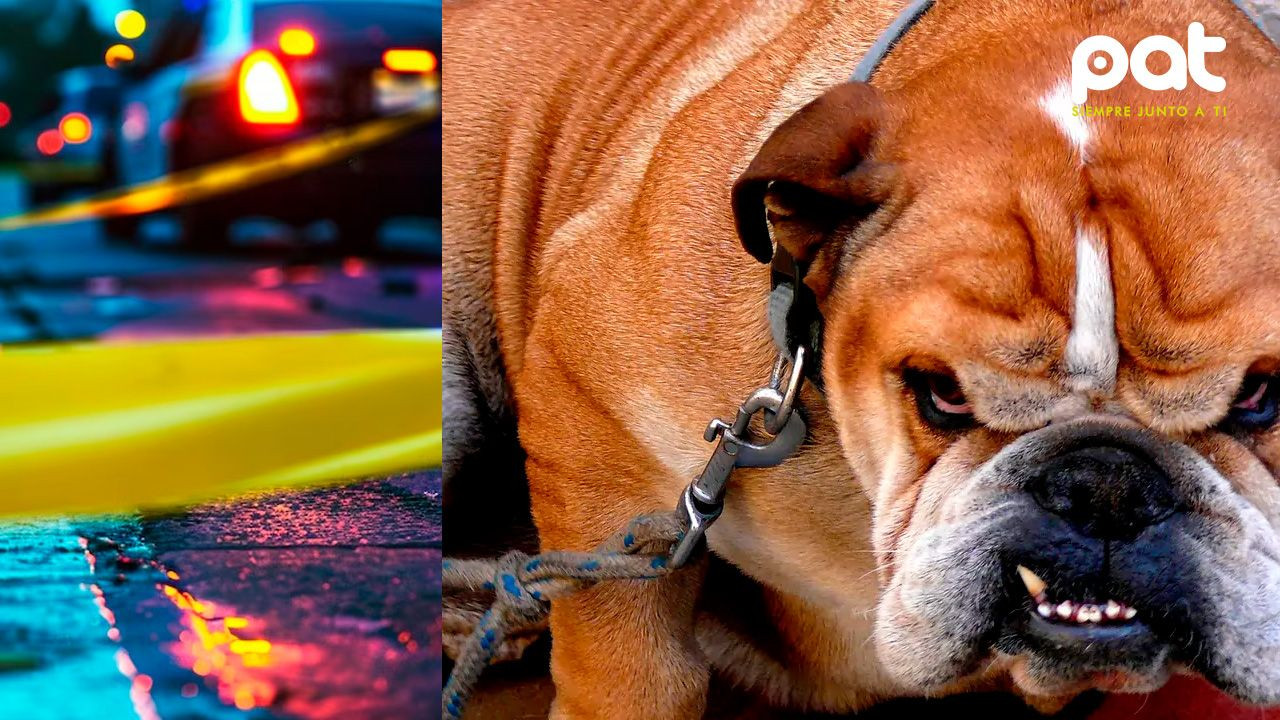http://www.redpat.tv//uploads/Duena_de_54_perros_dejo_sola_a_su_madre_con_demencia_y_los_animales_la_atacaron_7f012109d2.jpg