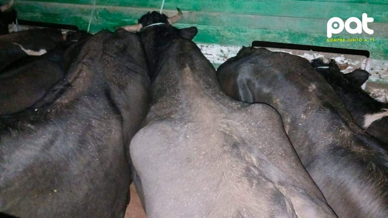 http://www.redpat.tv//uploads/Incautan_13_cabezas_de_ganado_en_la_carretera_La_Paz_Oruro_c126f0cb2d.jpg