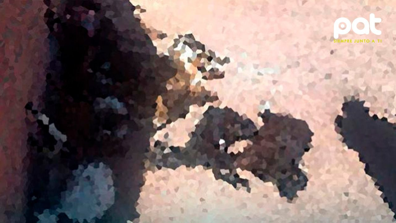 http://www.redpat.tv//uploads/Investigan_biocidio_en_Tupiza_666a13cea1.jpg