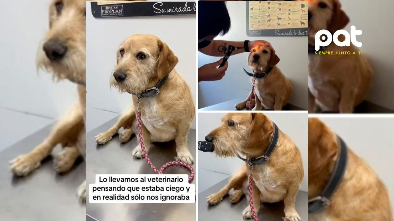 http://www.redpat.tv//uploads/Llevan_a_su_perrito_al_veterinario_por_creer_que_estaba_ciego_ac82996b20.jpg