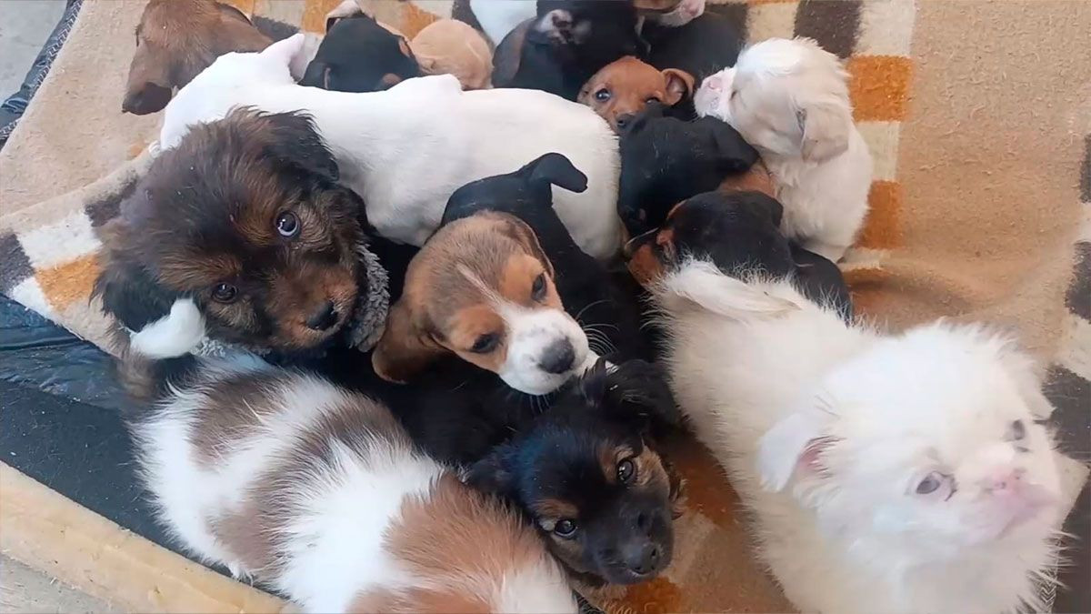 http://www.redpat.tv//uploads/PERRITOS_bf870eb65b.jpg