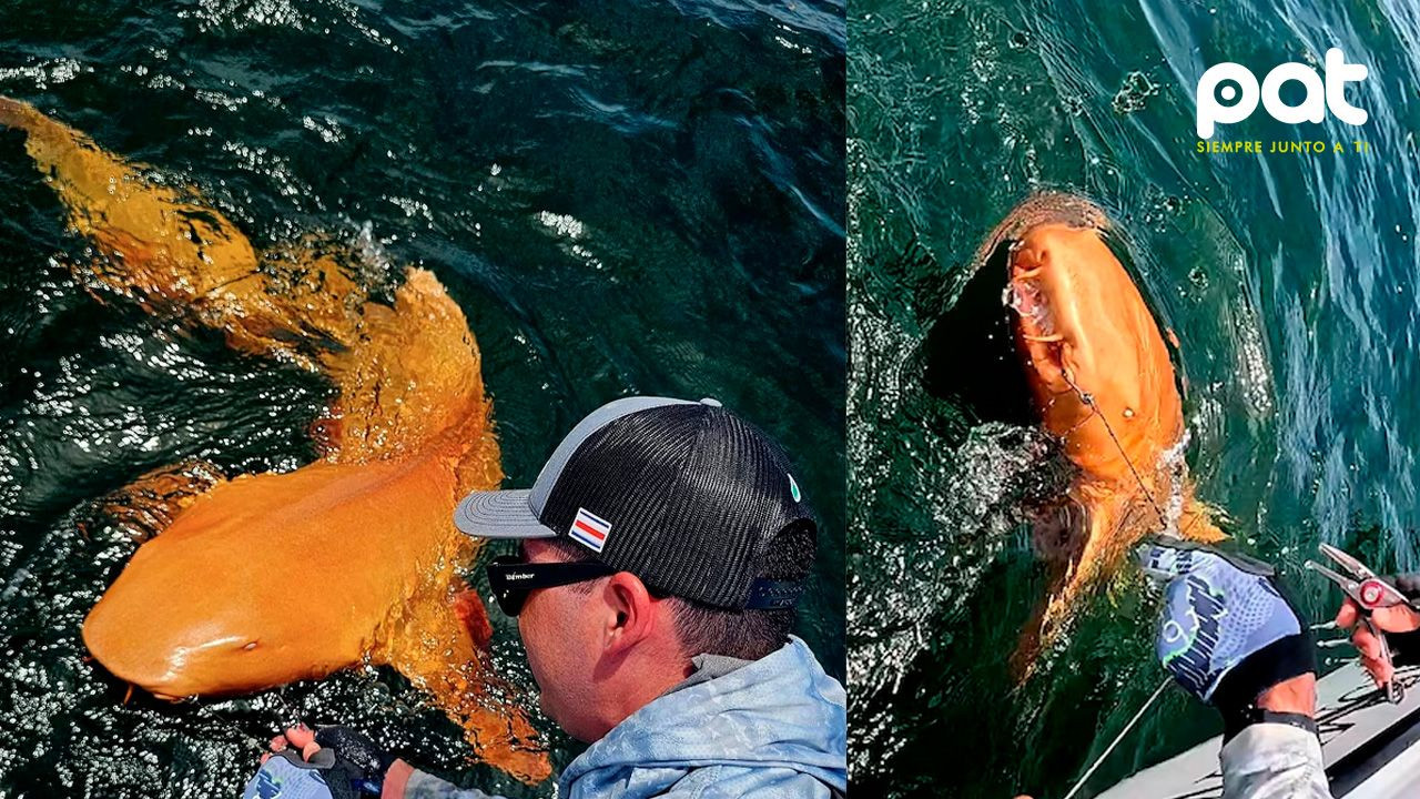http://www.redpat.tv//uploads/Pescadores_descubrieron_en_Costa_Rica_un_extrano_tiburon_naranja_con_ojos_blancos_3b3ee6b0e4.jpg