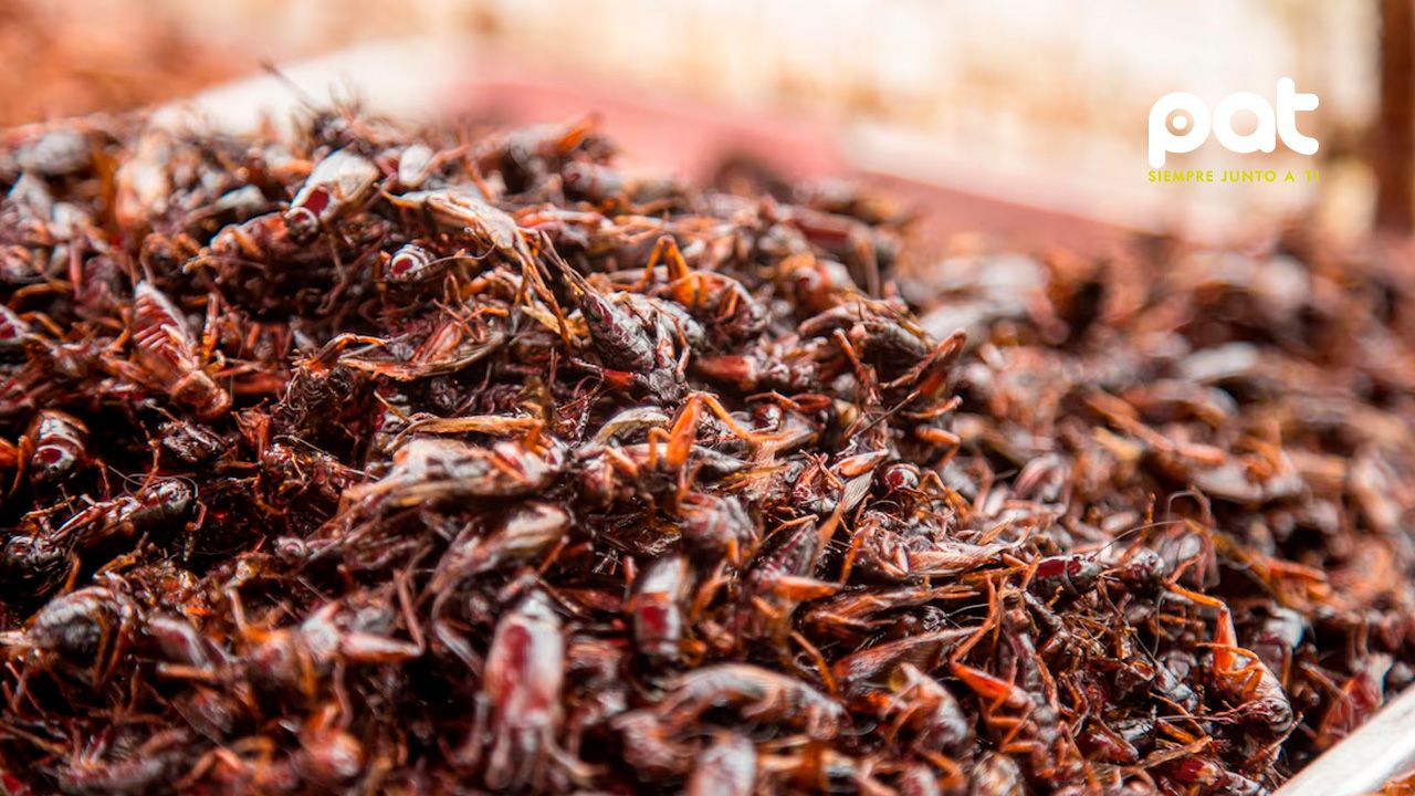 http://www.redpat.tv//uploads/la_apuesta_de_Tailandia_por_los_insectos_como_superalimentos_b82f5bdc75.jpg
