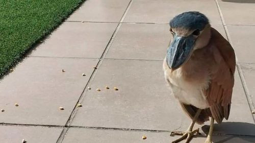 Rescatan a una garza pico de bota en Sopocachi y la trasladan al Bioparque Vesty Pakos