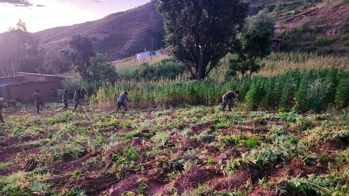 Erradican 25 toneladas de marihuana y destruyen laboratorio artesanal en Toro Toro, Potosí