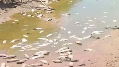 Preocupación en la frontera Bolivia-Argentina por contaminación de ríos