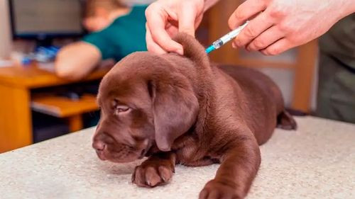 Multa de Bs 500 por no vacunar perros contra la rabia en Cochabamba