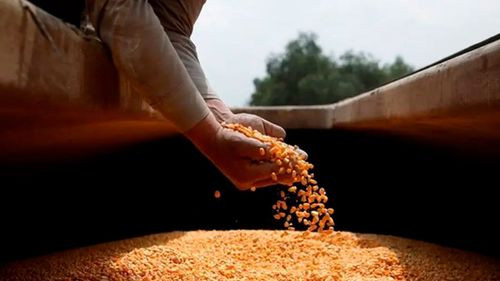 Productores critican importación de maíz y piden aval para uso de biotecnología