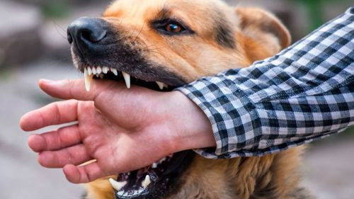 Confirman caso de rabia canina tras más de dos años en Santa Cruz