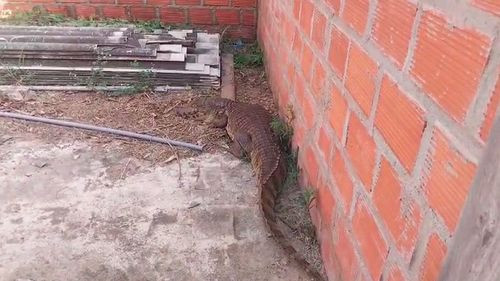 Rescatan caimán de más de dos metros en una vivienda del Plan Tres Mil en Santa Cruz