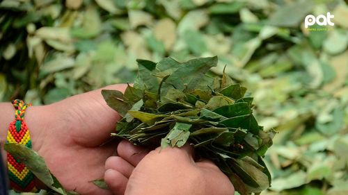 Bolivia pide a la ONU reconocer la hoja de coca como producto no peligroso