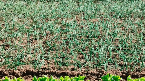 Helada en vallegrande afecta cultivos y pastizales; productores en alerta por nuevas bajas temperaturas