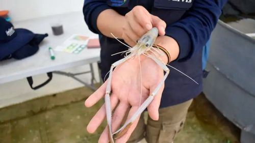 Bolivia produce por primera vez camarón gigante en laboratorio