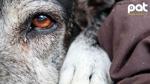 Un perro demuestra su lealtad al permanecer junto a su dueño fallecido durante tres semanas