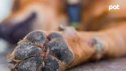 Lilibeth Coimbra aprehendida por la muerte de perros envenenados