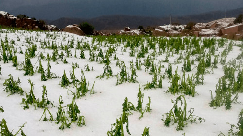 Granizada arrasa con la Subcentral Chacarani y deja en emergencia a familias de San Pedro de Macha