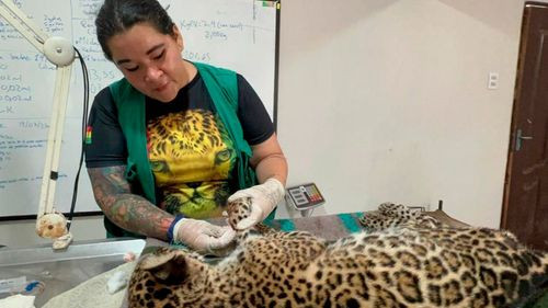Rescatan cría de jaguar herida con 92 perdigones