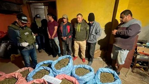 Se interviene una planta de procesamiento de aceite de marihuana en el Trigal 
