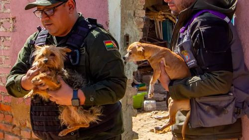 Rescatan a más de 40 perros desnutridos y con parásitos en un criadero clandestino de Cochabamba