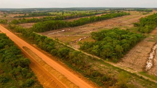 Bolivia vuelve a figurar entre los países con mayor pérdida de bosques primarios en el mundo