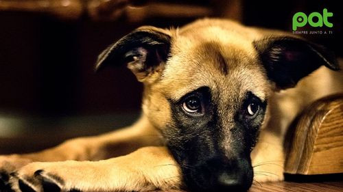 Tres perros sobreviven a un cruel acto de maltrato y abandono en Colcapirhua