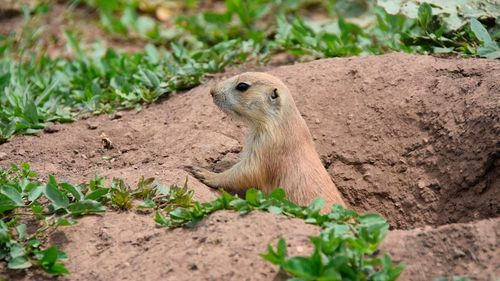 Hallan claves genéticas que explican cómo sobreviven los perros de la pradera a la peste