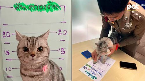 Una gata es “arrestada” en Tailandia por morder a policías y se vuelve viral