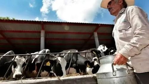 Imagen de Escasez de combustible afecta al sector lechero