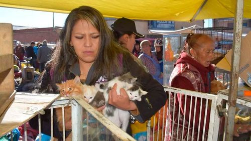 Rescatan perros y gatos vendidos en bolsas en El Alto