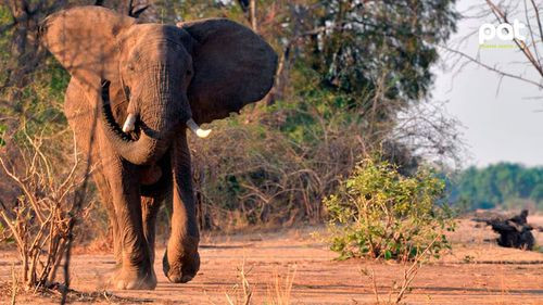 Dos turistas fallecen tras ataque de elefante durante un safari a pie en Zambia
