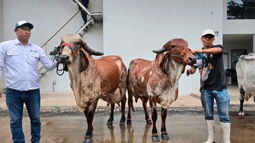 Coronan a las grandes campeonas de producción de leche de la raza Gyr