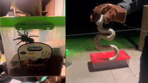 Operativo en Quillacollo descubre que narco mantenía reptiles y tarántulas como mascotas