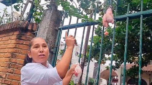 Activistas protestan y colocan testículos de toro en el Comité y piden a Larach que tenga valentía para convocar a una asamblea de la cruceñidad