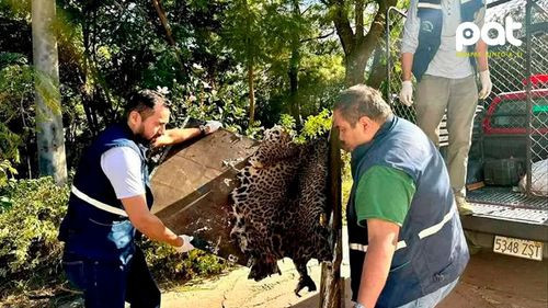 Activistas lamentan impunidad en la muerte de jaguares; Nuevo caso involucra a empresa China
