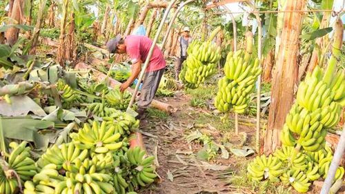 Argentina acuerda con bananeros de Bolivia el pago de una deuda de 12 millones de dólares