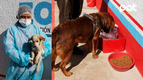 Cuidado responsable: Atención vital para perros criollos y de raza