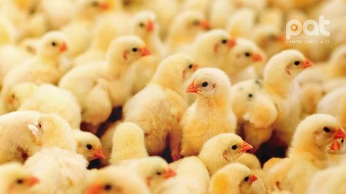 Avicultores dejan de producir 400 mil pollitos bebé y reportan pérdidas que superan los $13 millones por bloqueos