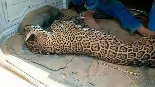 &quot;Arrestan a sospechoso de transportar jaguar muerto en Ascensión a Guarayos&quot;