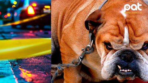 Dueña de 54 perros dejó sola a su madre con demencia y los animales la atacaron hasta acabar con su vida